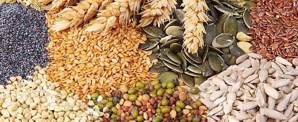 National Seed Swap Day (January 25th, 2025) Days Of The Year