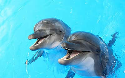 National Dolphin Day