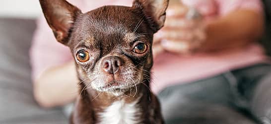 International Chihuahua Appreciation Day