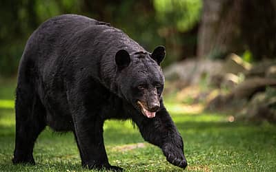 National Black Bear Day