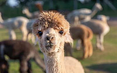 National Alpaca Day