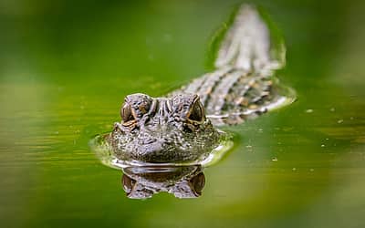 National Alligator Day