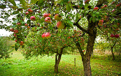 Apple Tree Day