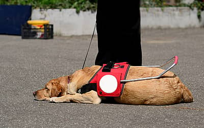 Assistance Dog Day