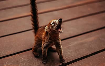 World Coati Day