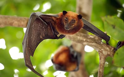 International Bat Appreciation Day