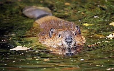 International Beaver Day