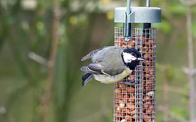 National Bird Feeding Month