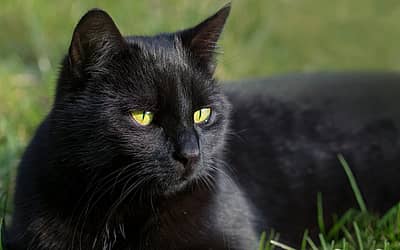 National Black Cat Day