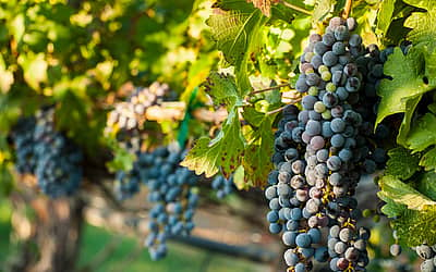 Cabernet Franc Day