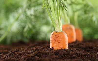 International Carrot Day