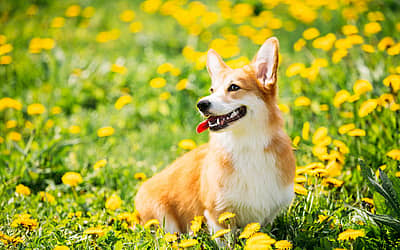 International Corgi Day