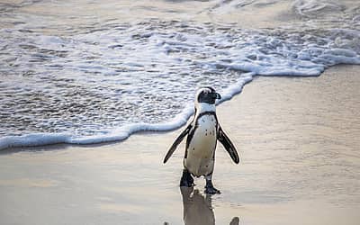 International African Penguin Awareness Day