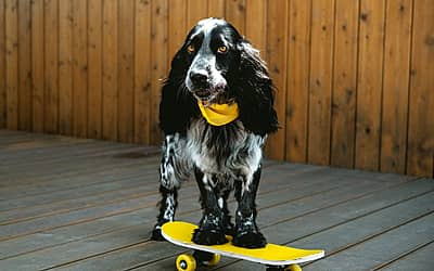 National Pet Tricks Day