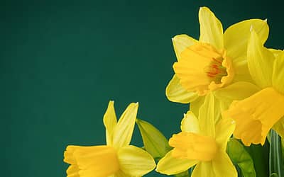 Daffodil Day