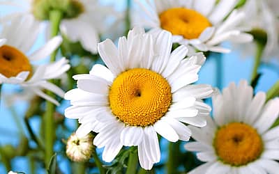 National Daisy Day