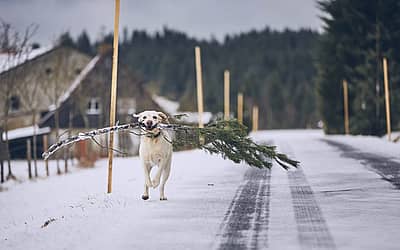 National Take Down the Christmas Tree Day