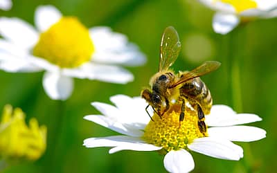 Don’t Step On A Bee Day