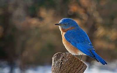 Bluebird of Happiness Day