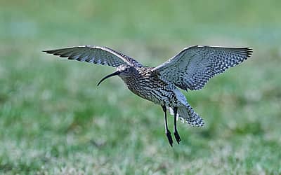 World Curlew Day