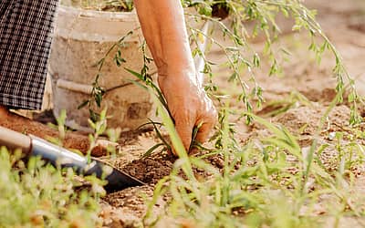 National Weed Your Garden Day