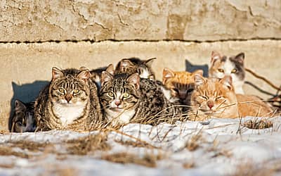 National Feral Cat Day