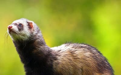 National Ferret Day