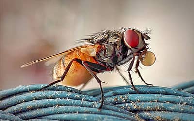 Fight the Filthy Fly Month