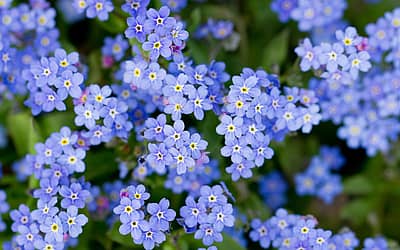 National Forget-Me-Not Day