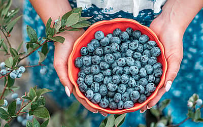 Georgia Blueberry Month