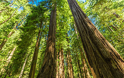 National Arbor Day