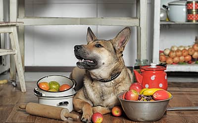 National Cook For Your Pets Day