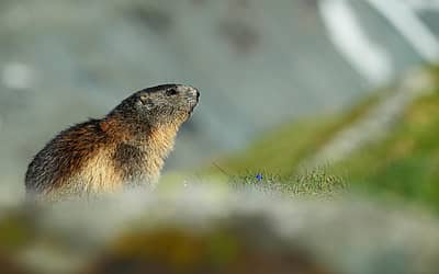 Groundhog Day