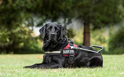 National Guide Dog Month