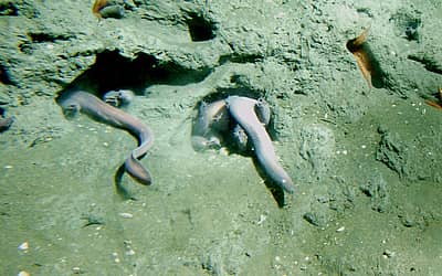 Hagfish Day