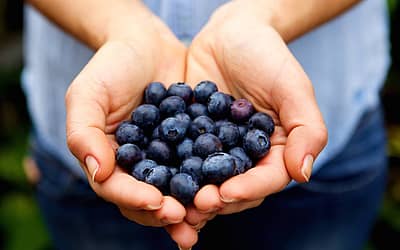 Pick Blueberries Day
