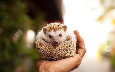 National Hedgehog Day