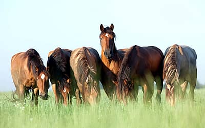 National Horse Protection Day