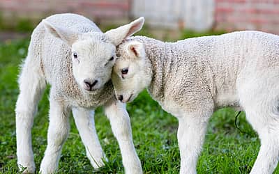 National Hug A Sheep Day