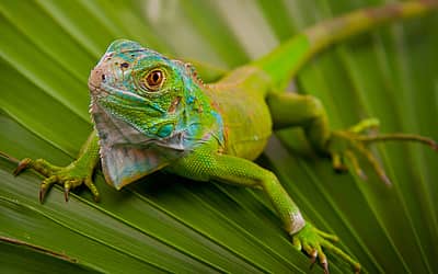 National Iguana Awareness Day