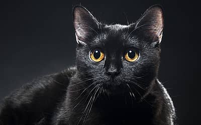Black Cat Awareness Month