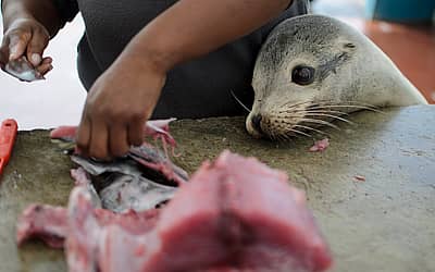International Day of Action Against Canadian Seal Slaughter