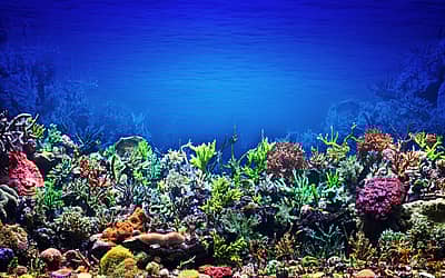 International Day for Biological Diversity