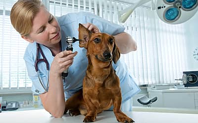 International Day of Veterinary Medicine