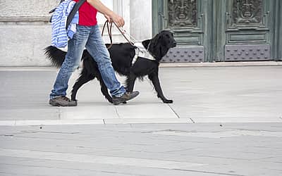 International Guide Dog Day