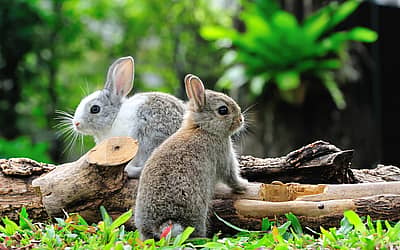 International Rabbit Day®
