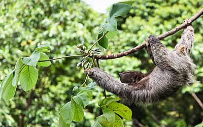 International Sloth Day