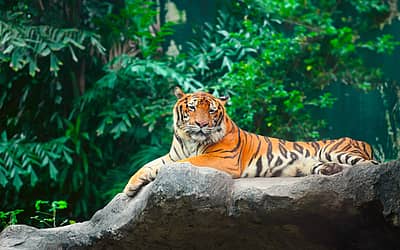 International Tiger Day