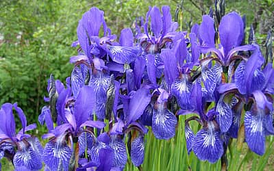 Iris Day