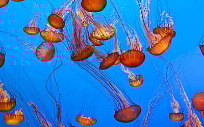 World Jellyfish Day